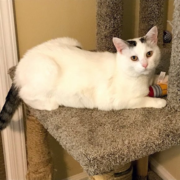 Pet friendly closet! - Picture 6 of 9